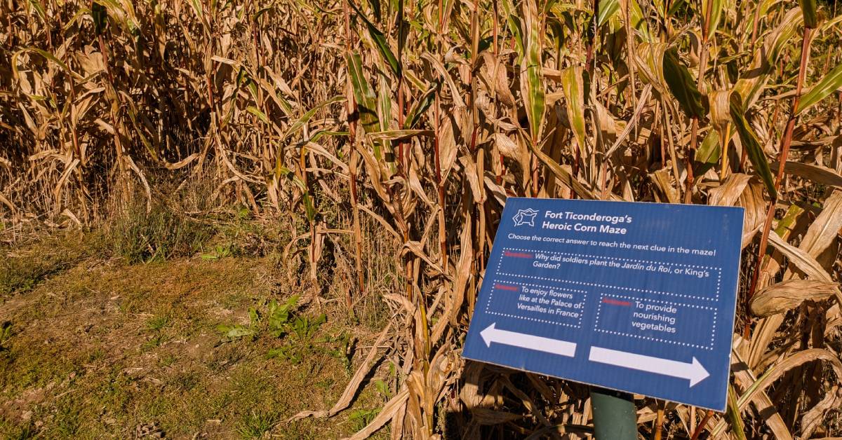 fort ticonderoga corn maze and sign