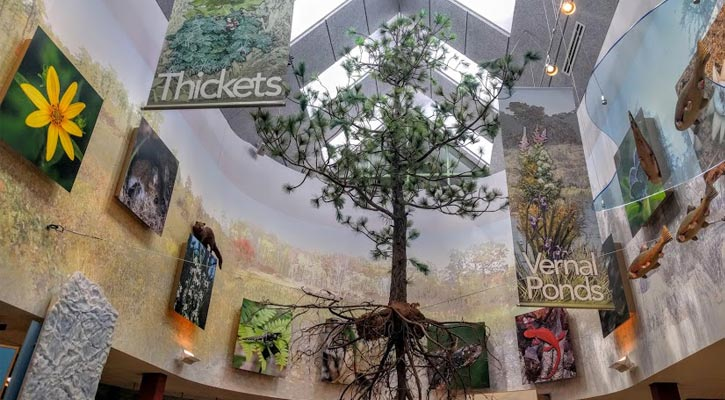 The discovery center with a floating tree