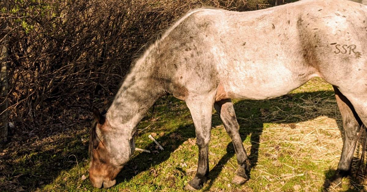 horse eating grass