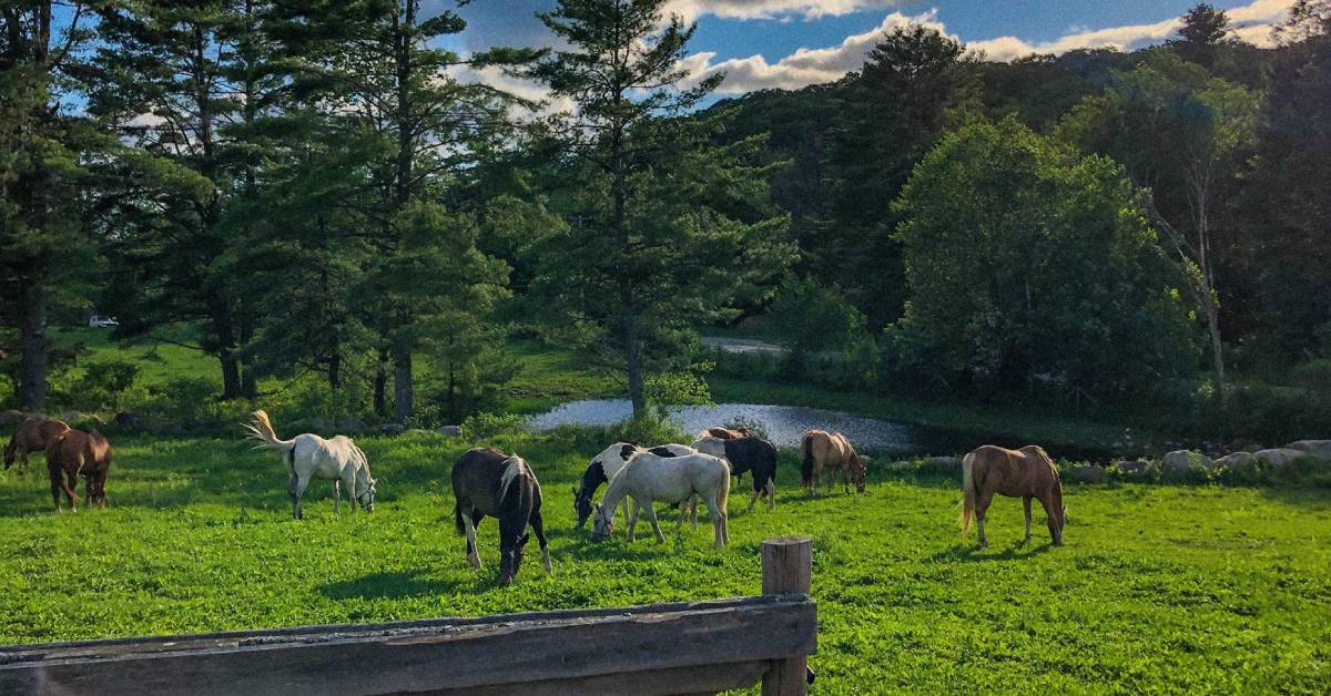 horses in meadow