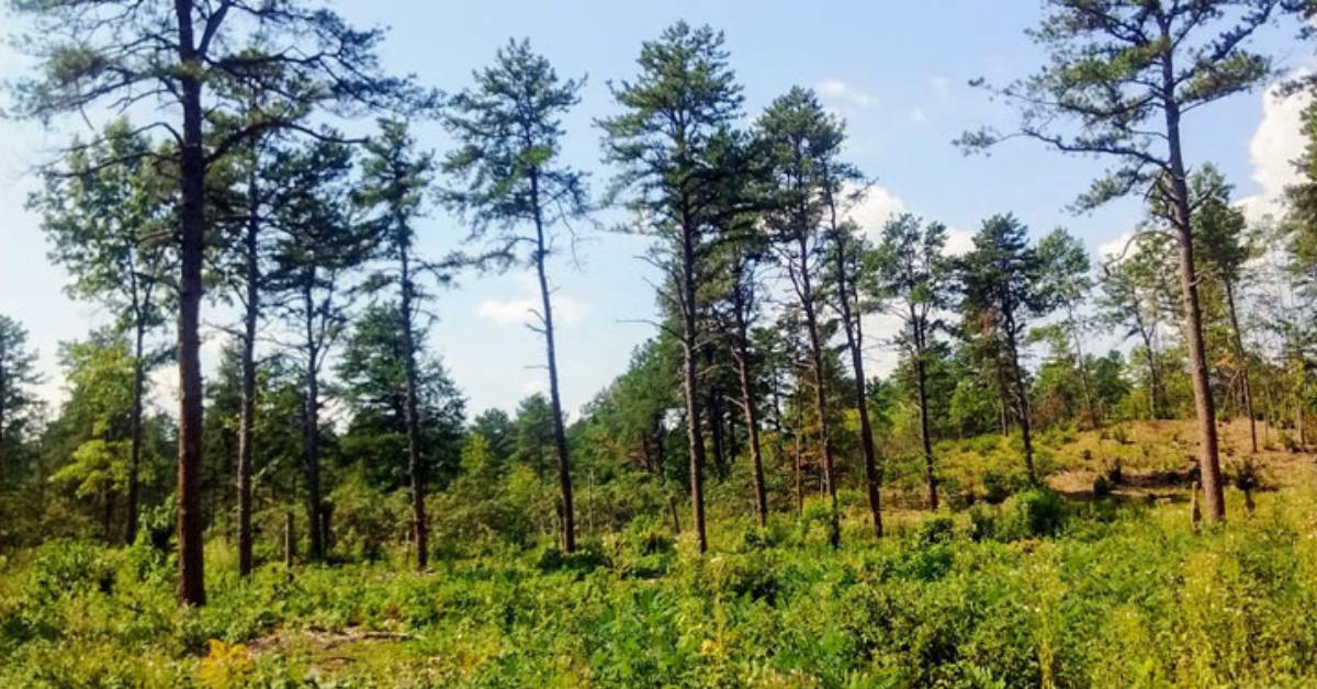 Pine bush forest 