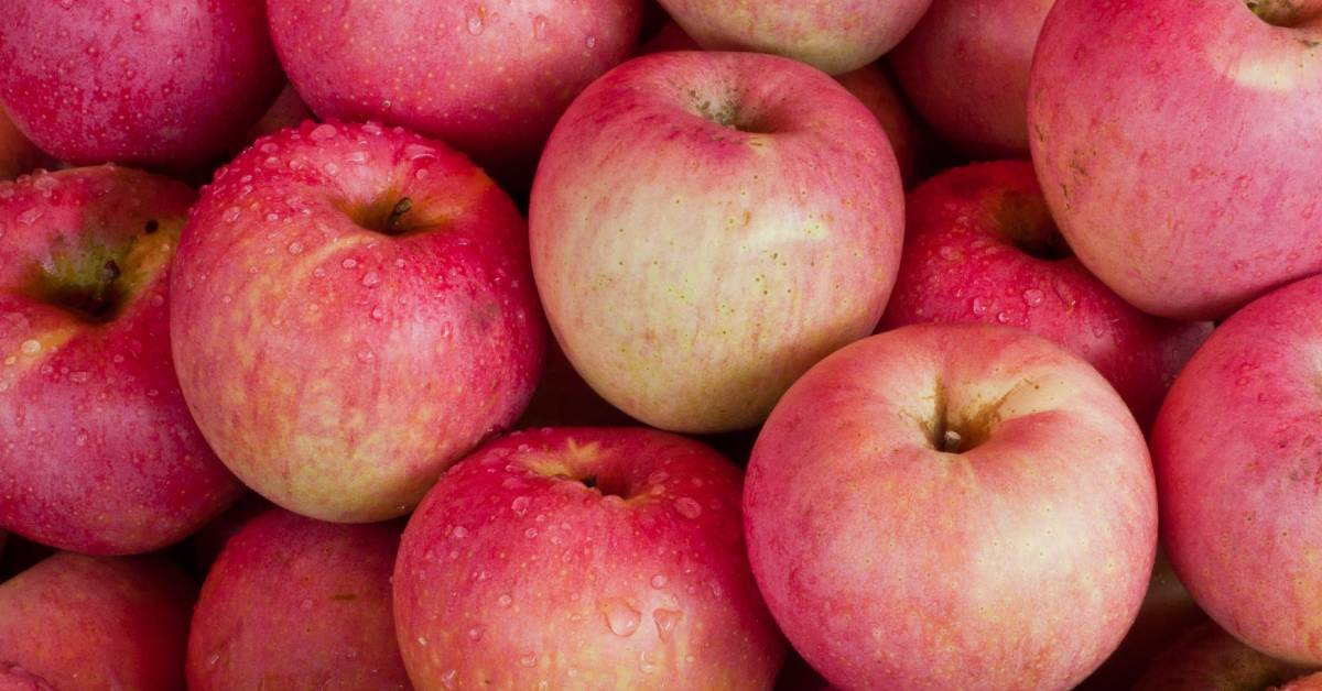 closeup of apples with rain drops on them