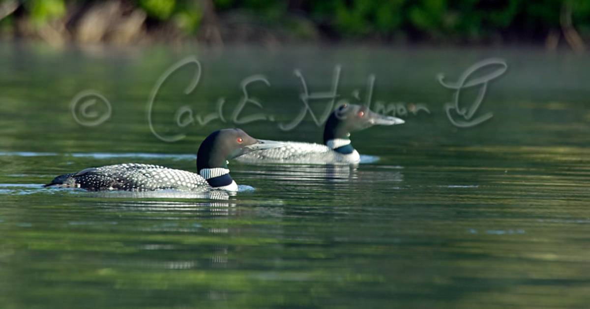 two loons on lake