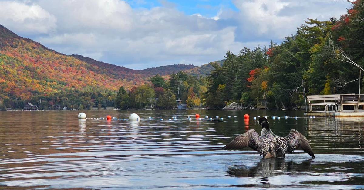loon on lake in fall
