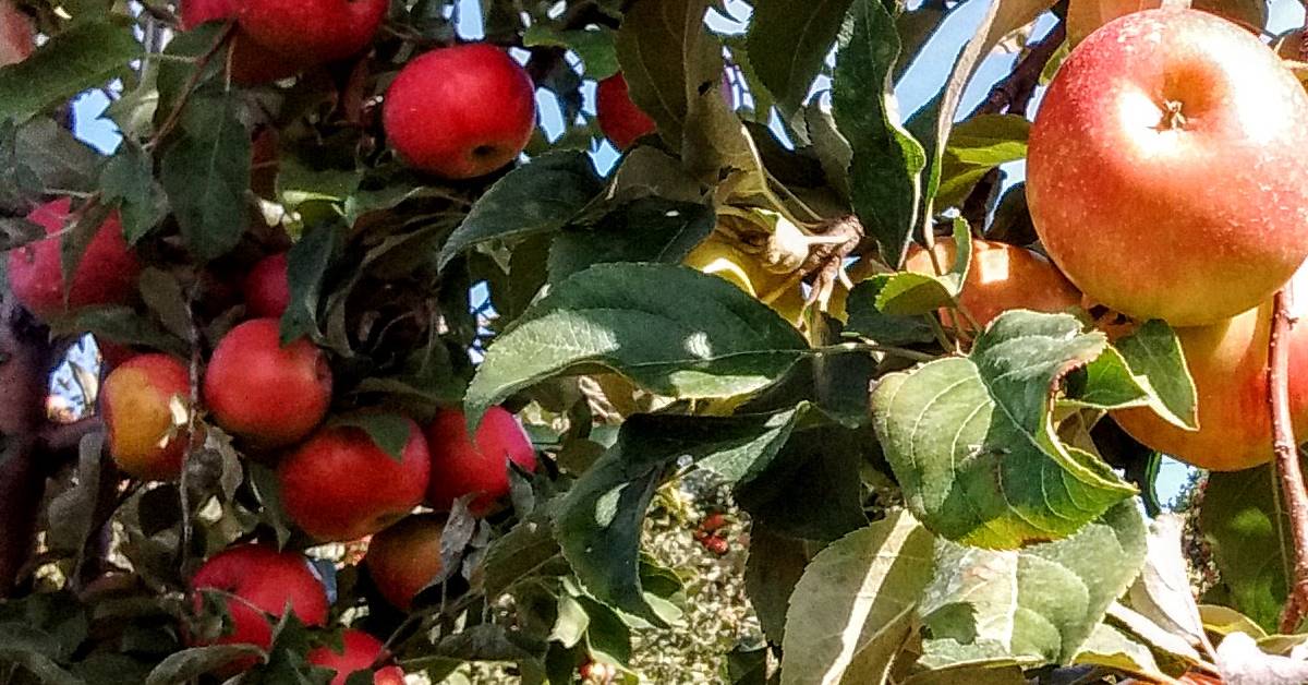 apples in apple tree