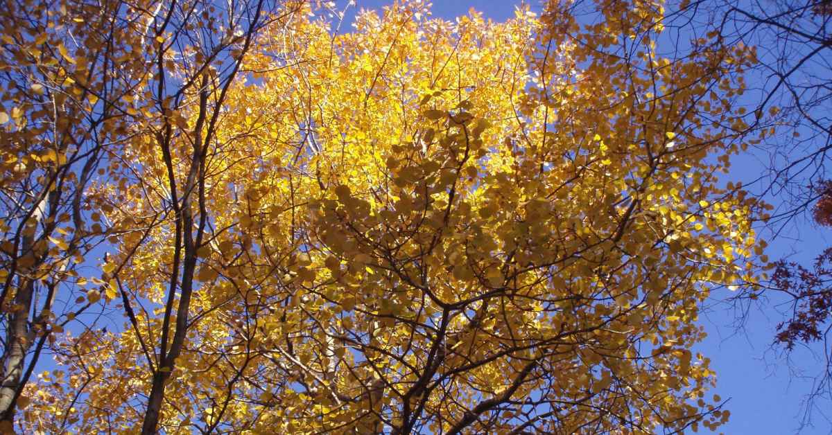 yellow colors on leaves