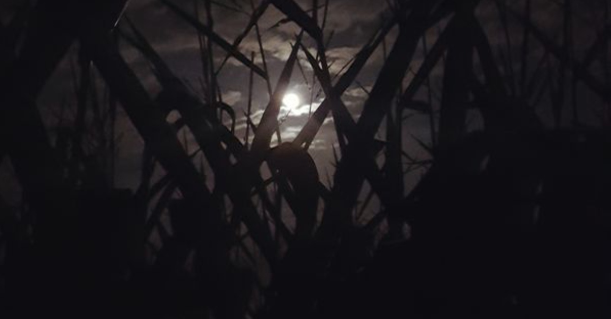 moon at night in corn field