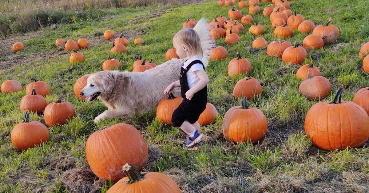 child and dog in a pumpkin patch