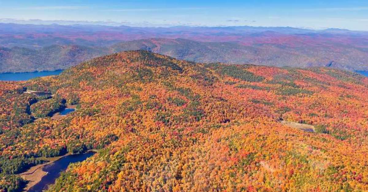 orange fall colors across treetops