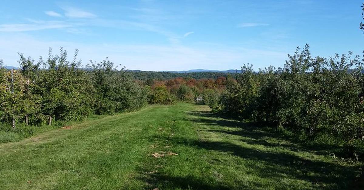 apple orchard