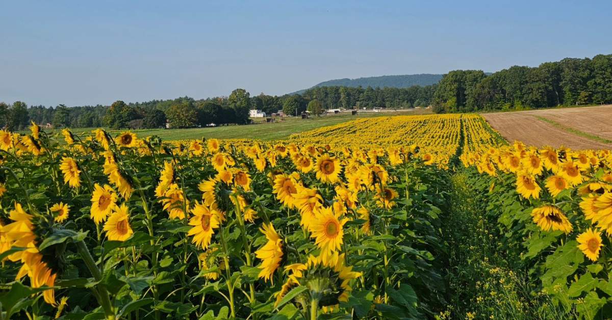 sunflower field
