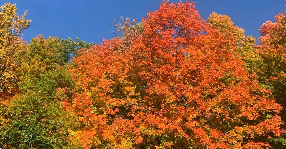 bright fall colors on the trees