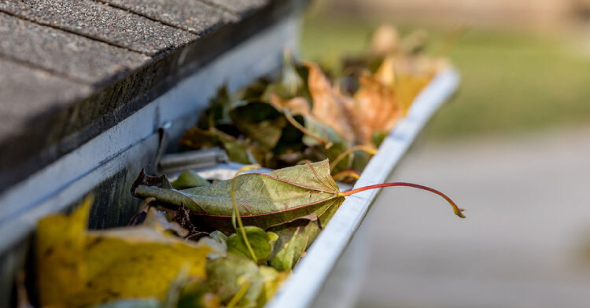 gutter with leaves
