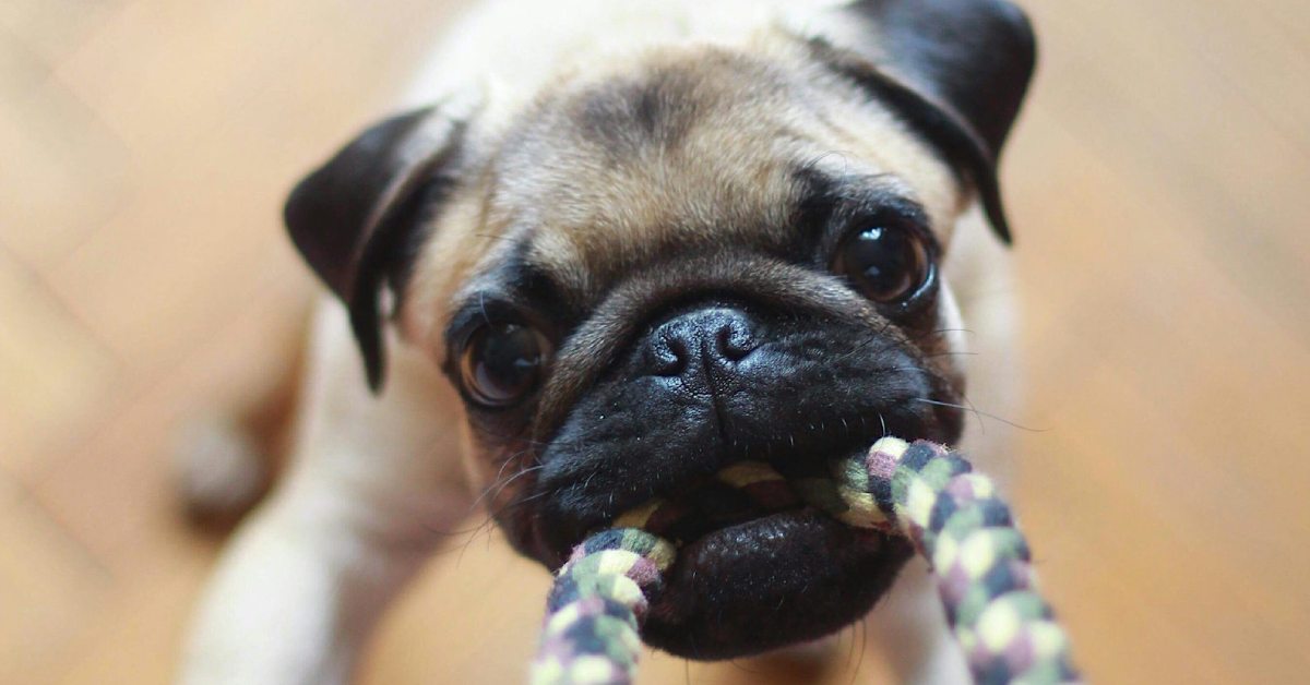 a pug holding a rope toy