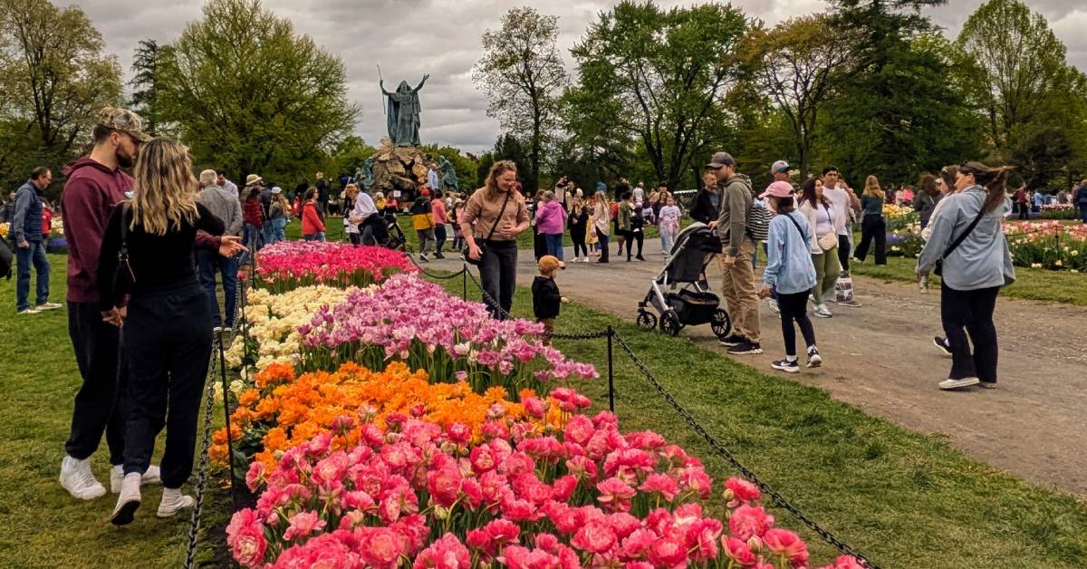tulip festival in albany