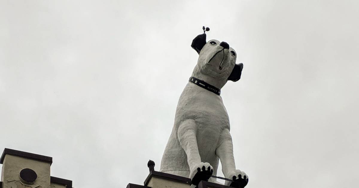 nipper dog in albany