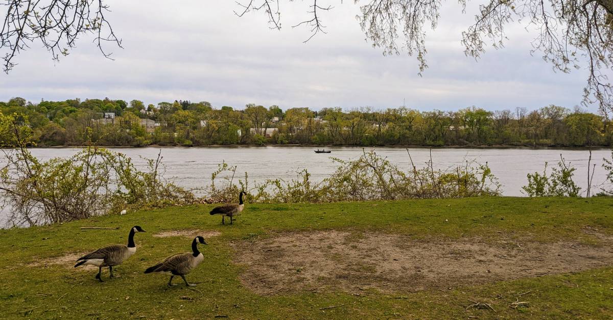 geese near hudson river
