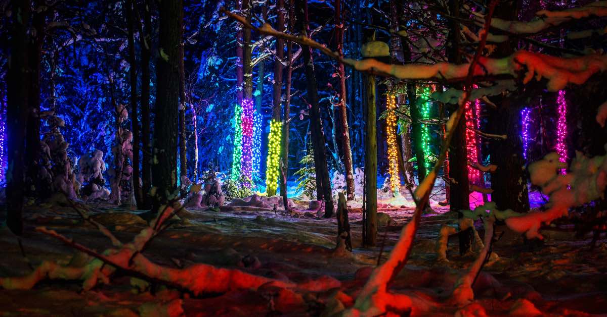 lights wrapped around trees at night