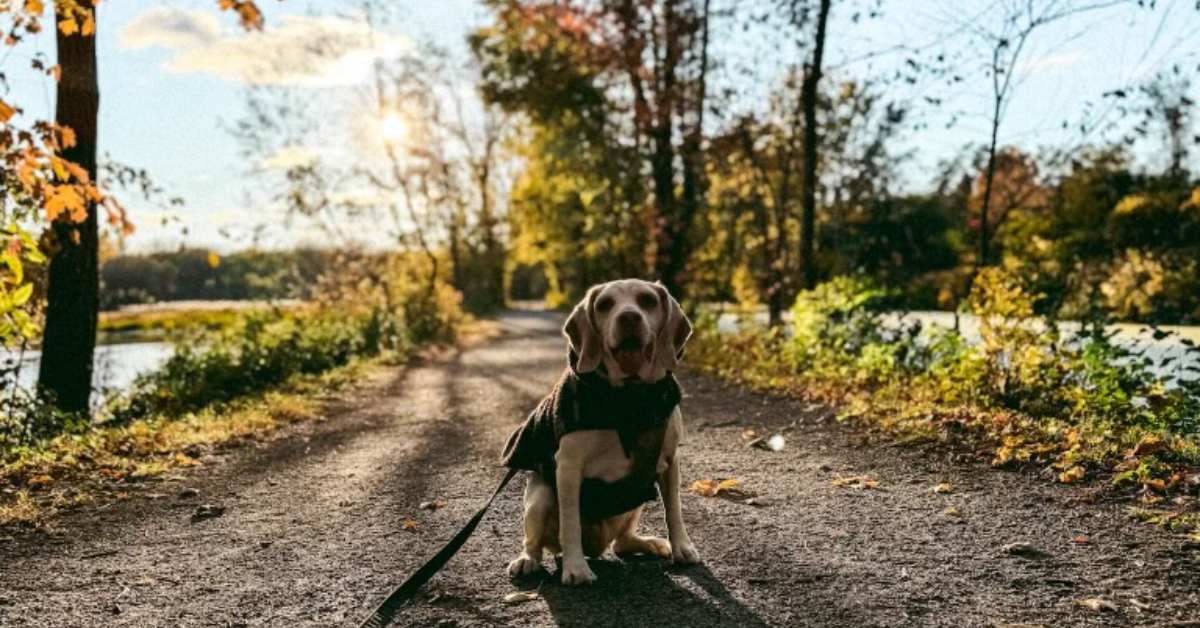 a dog on a trail with fall colors on nearby trees