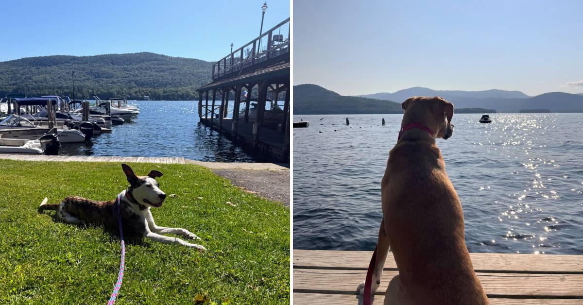 dogs by water