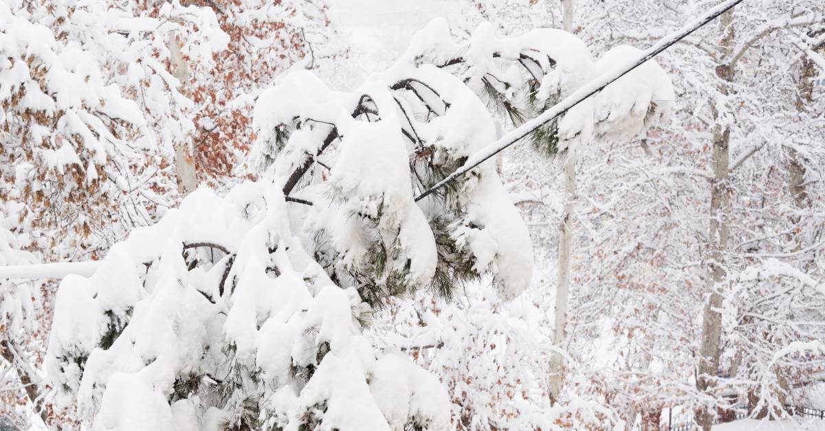 downed tree on power lines in winter