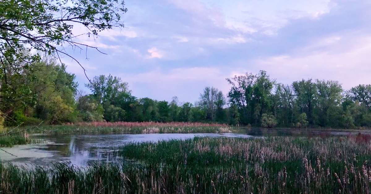 morning sky over a nature preserve marsh