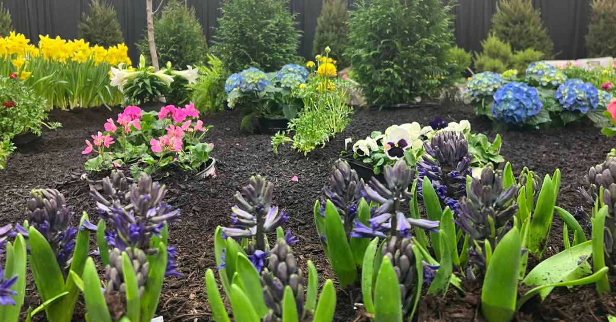 plants and flowers in dirt