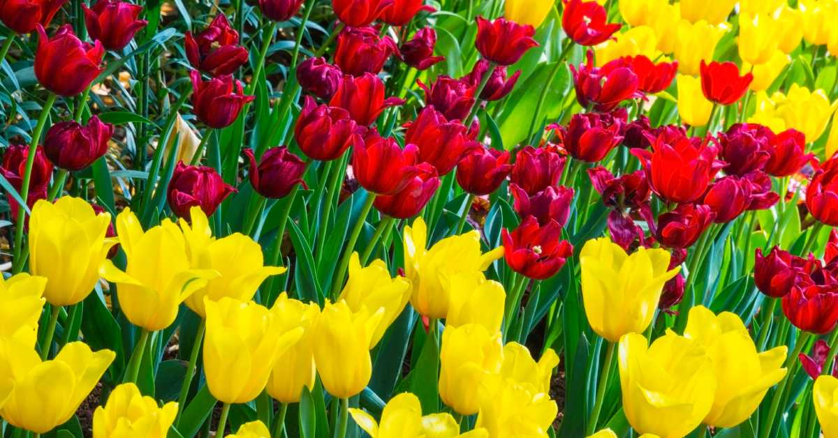red and yellow tulips