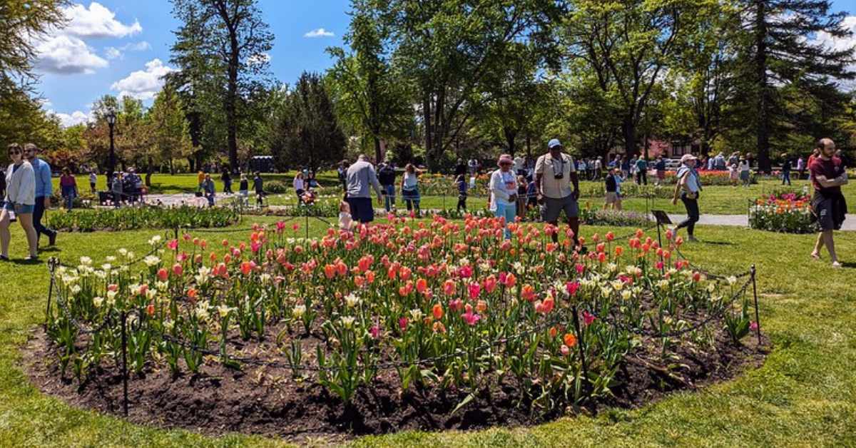 a large tulip bed in a park with people nearby