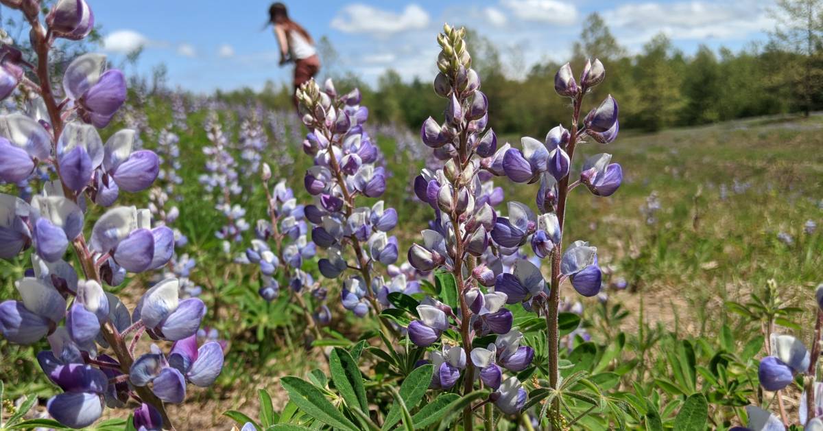 lupine flowers