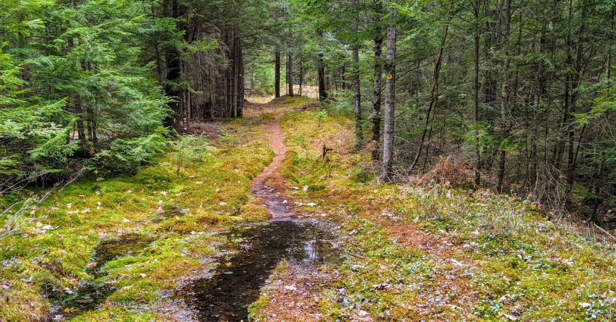 muddy, watery trail in woods