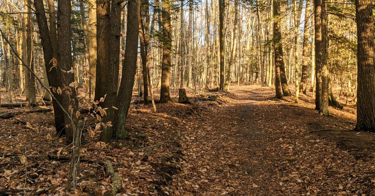 trail in woods