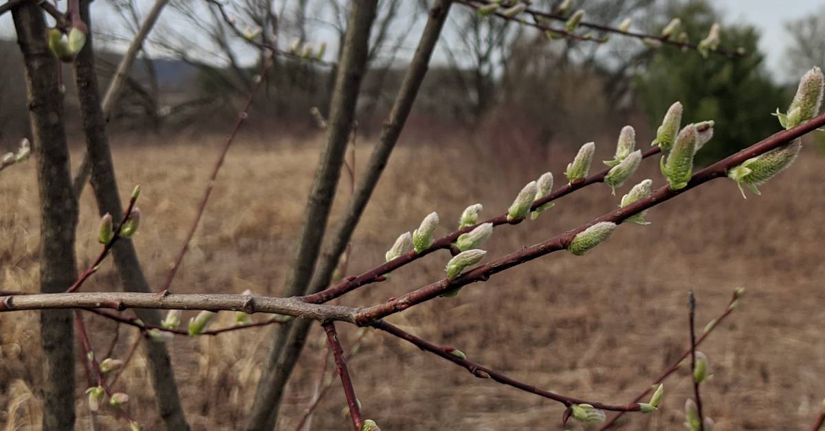 buds on tree