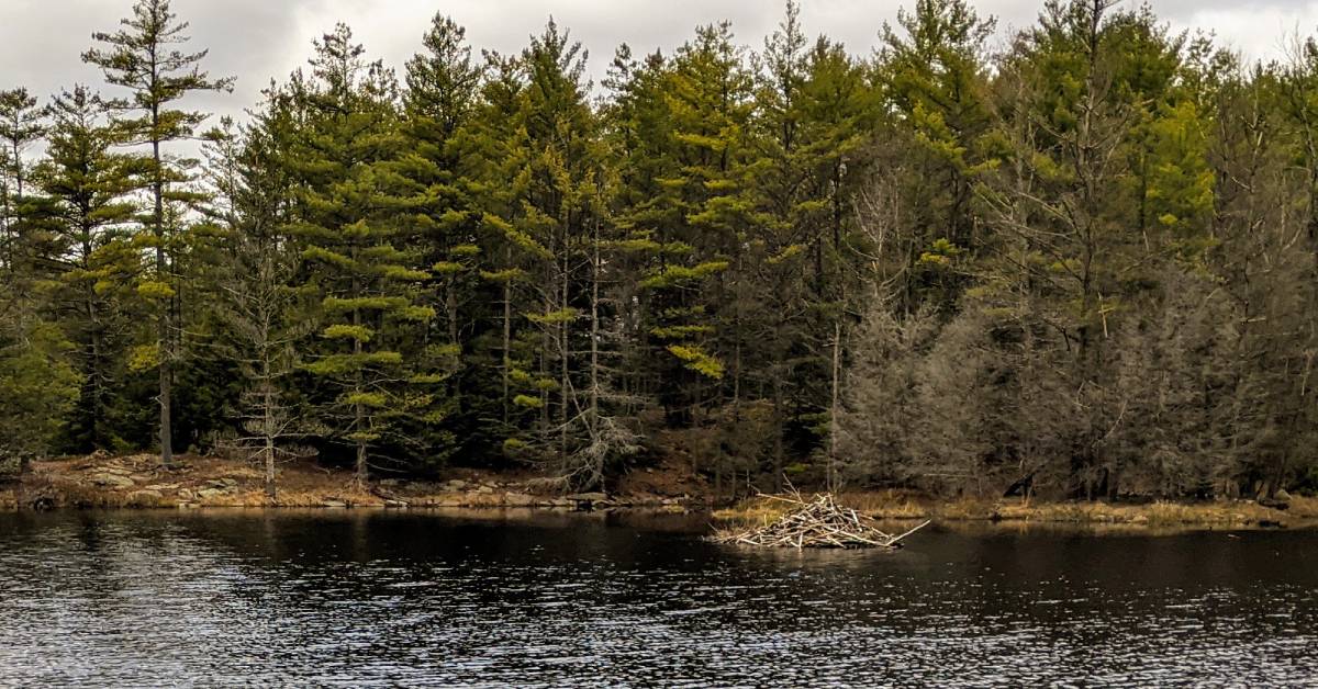 beaver dam 