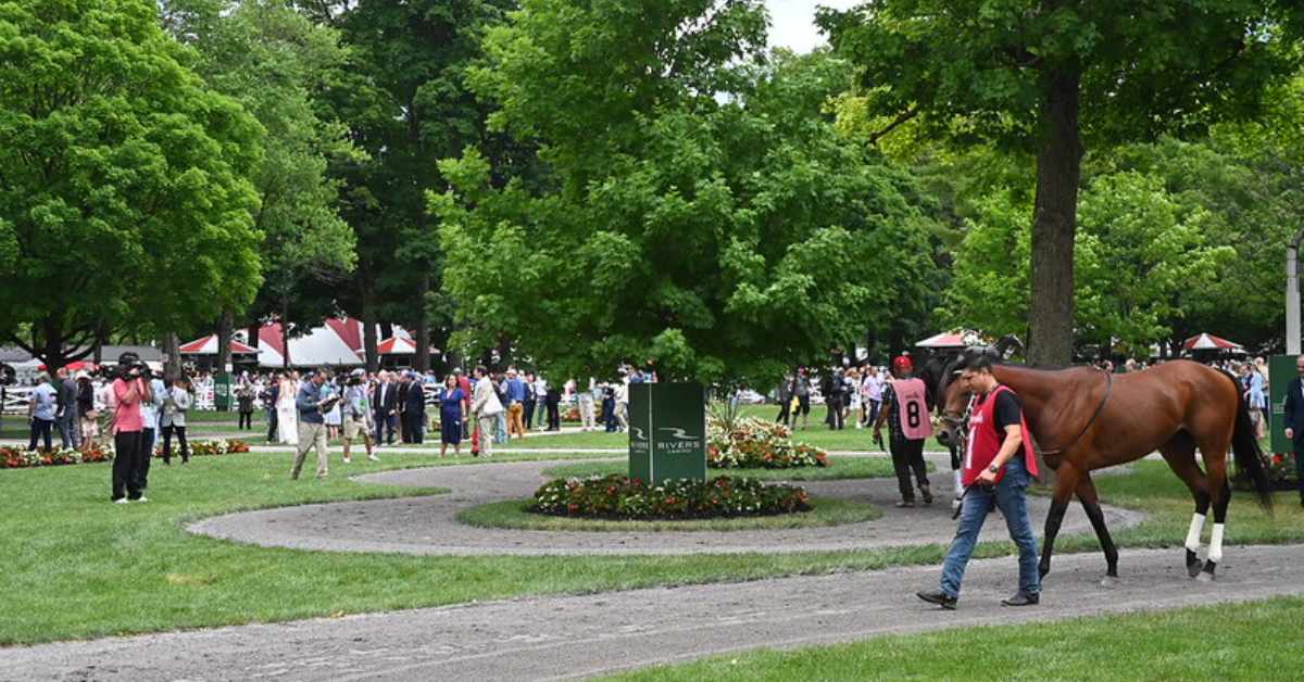 paddock with horses walking