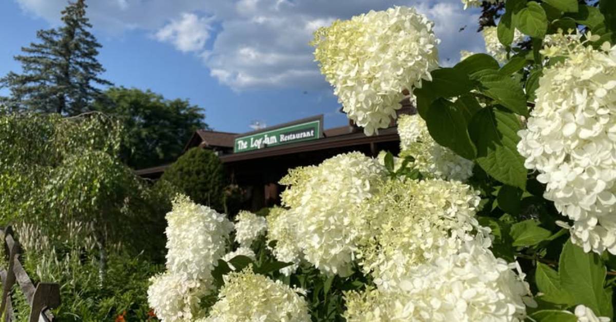 exterior of log jam restaurant with hydrangeas 