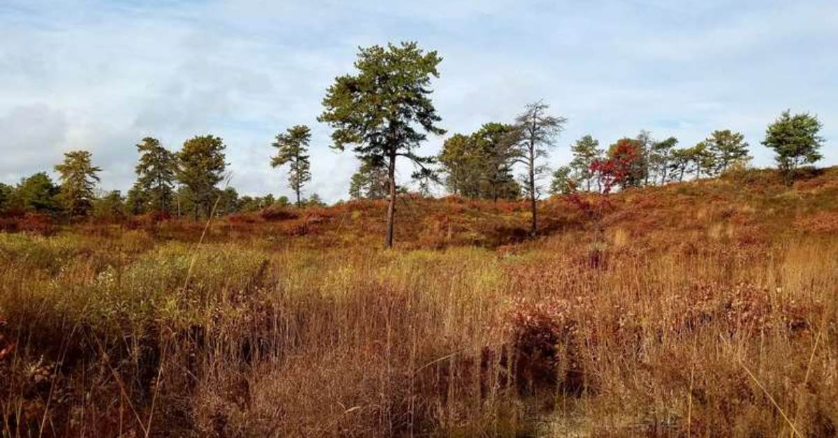 pine bush preserve