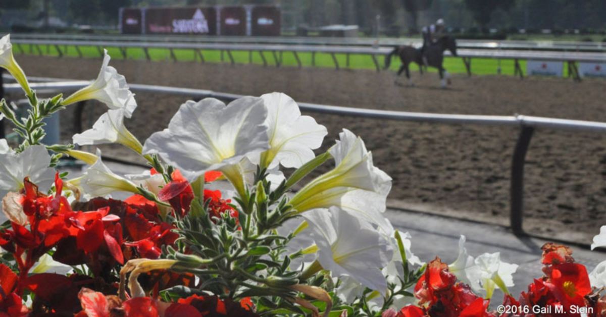 white and red flowers by a horse racetrack