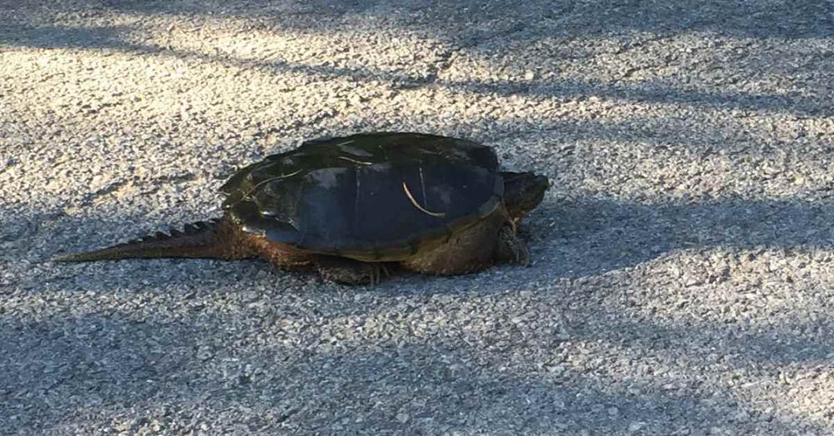 turtle
