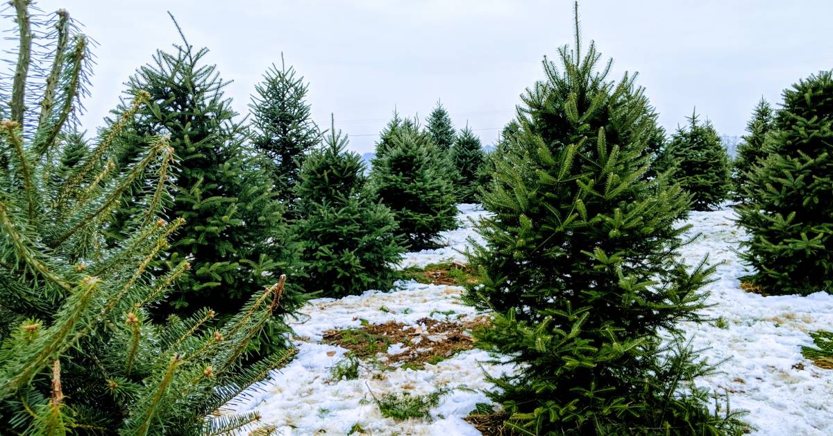 christmas tree farm