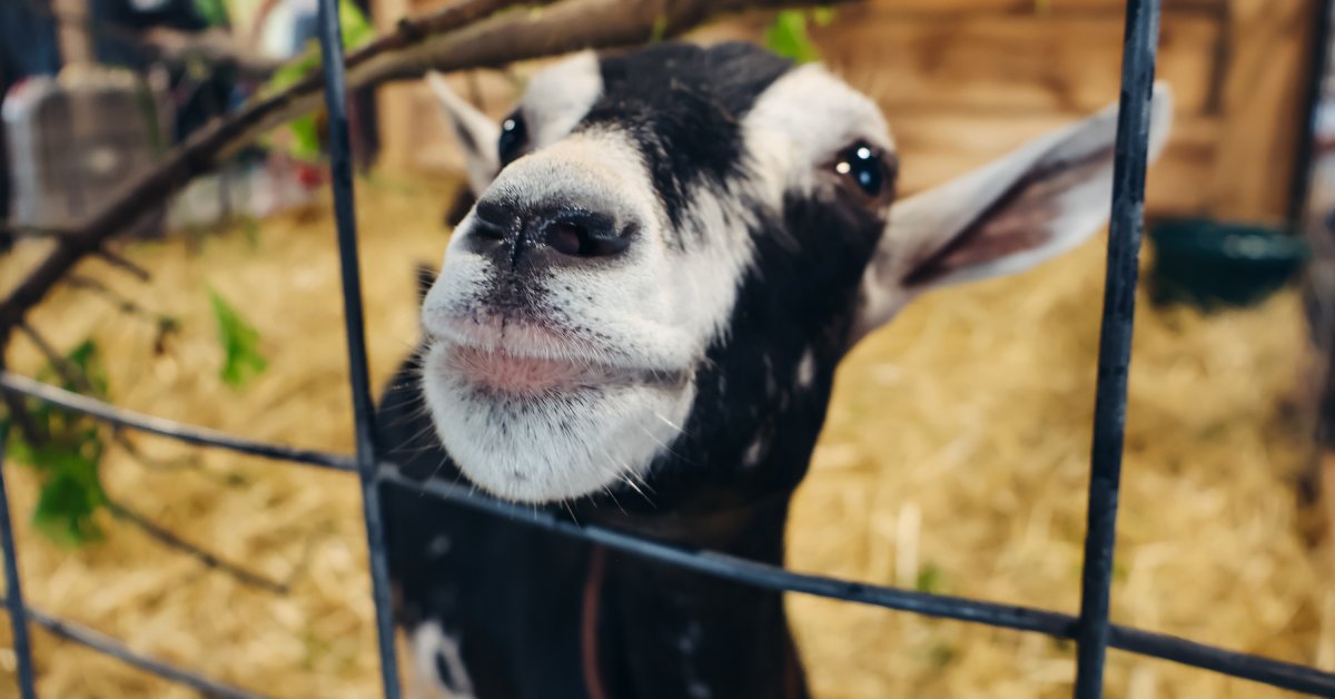 a black and white goat behind a fence