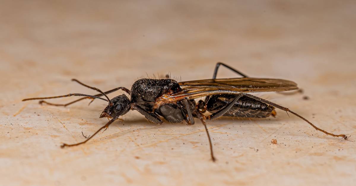 carpenter ants