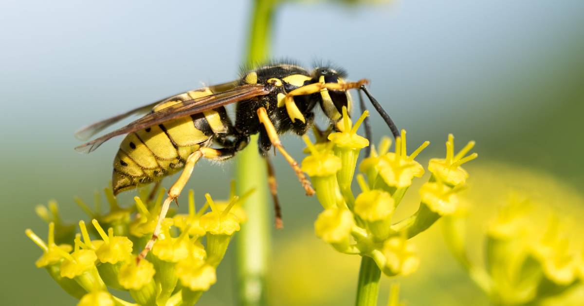 yellowjacket