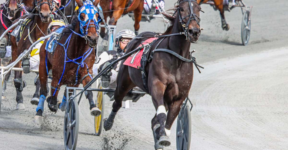 harness horse race