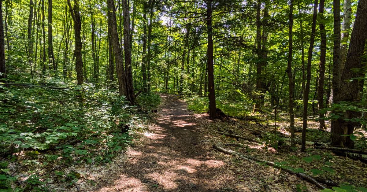 hiking trail in woods