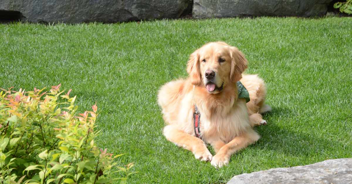a golden retriever sitting on grass
