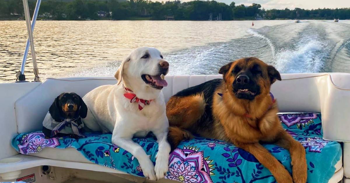 three dogs on a boat