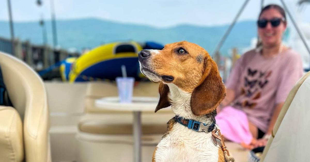 dog on boat
