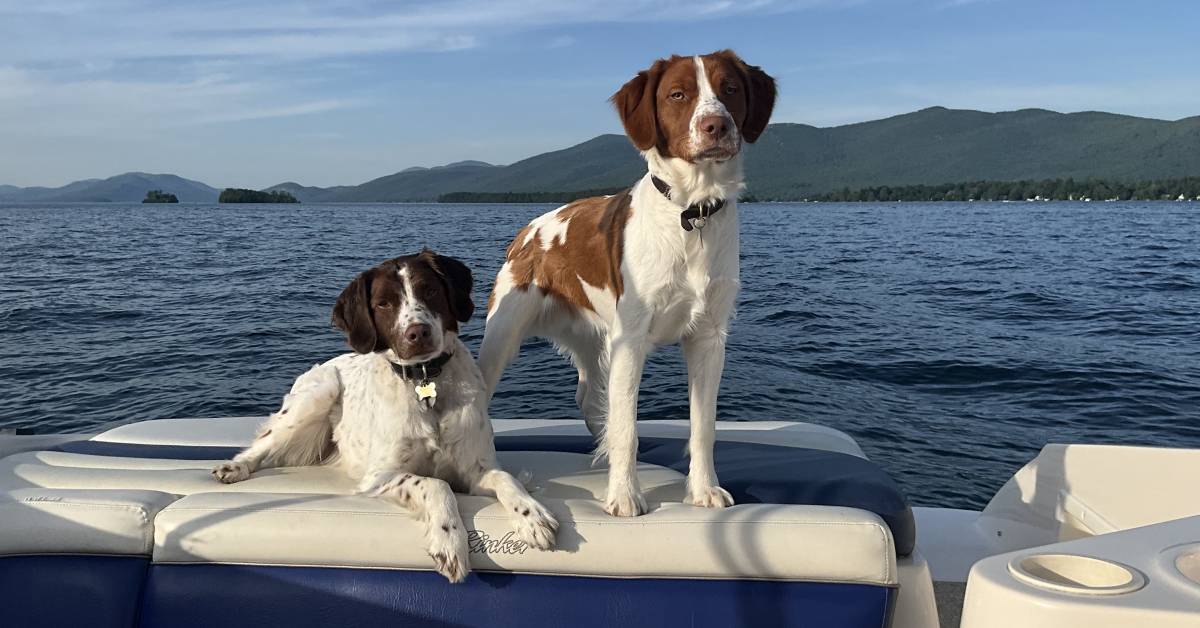 two dogs on boat