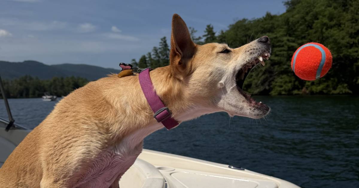 dog on boat catching a bal